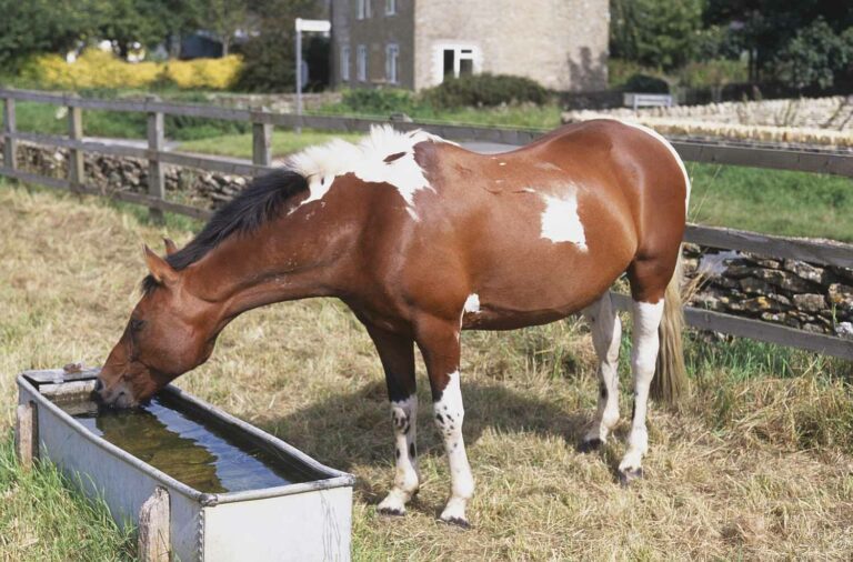 Can you feed horses dog food?