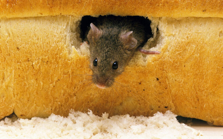 Can you feed mice bread?