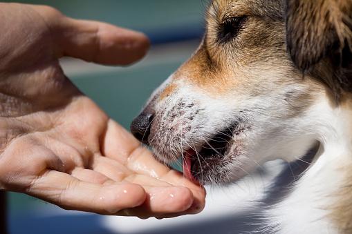 Can you get tapeworms from dog saliva?