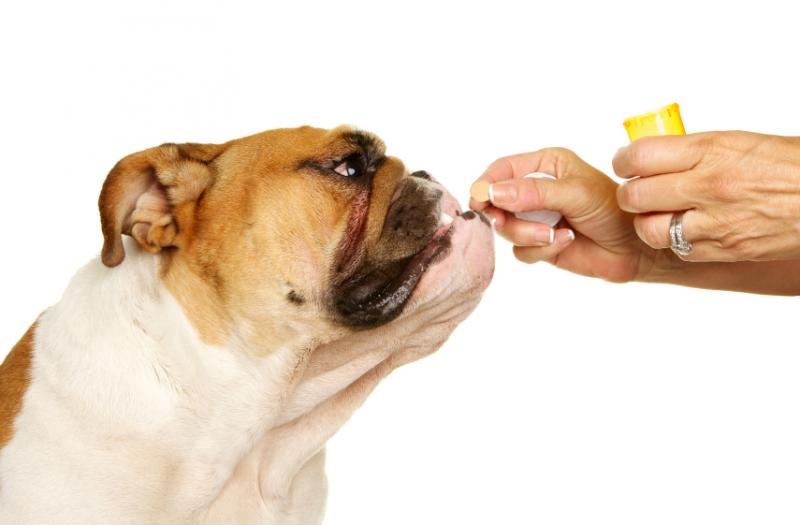 Can you give a dog a human Plan B pill?