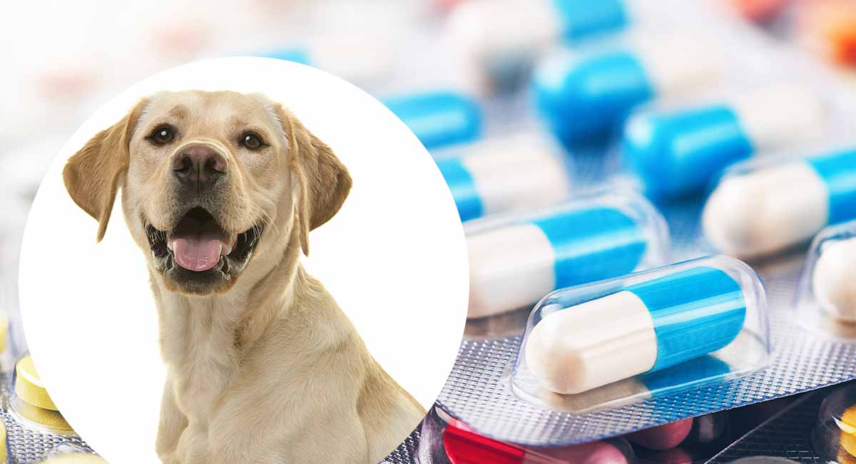 Can you give puppies Imodium?
