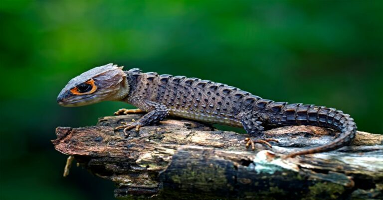 Can you own crocodile skinks?