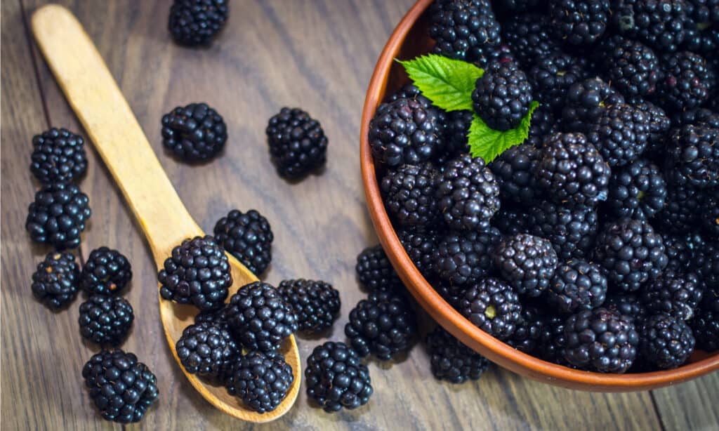 Can you poop out blackberry seeds?