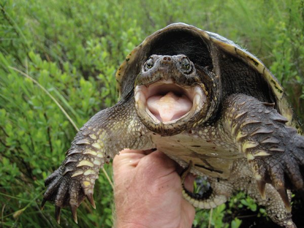 Can you safely hold a snapping turtle?