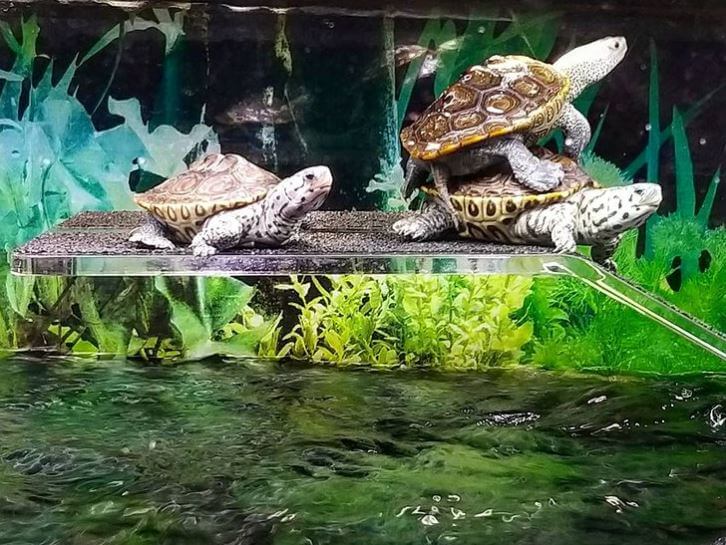 Can you use any sand in a turtle tank?
