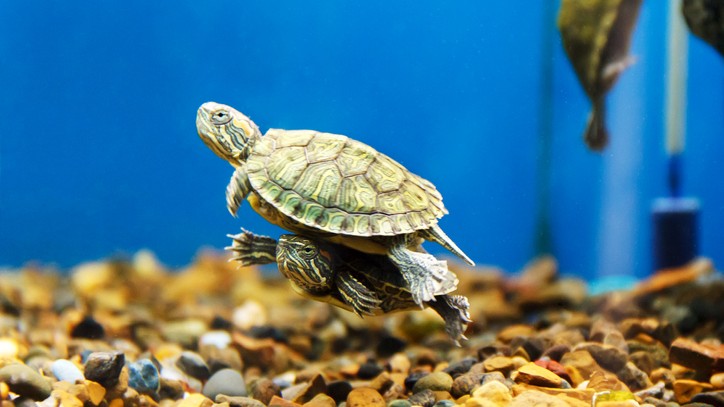 Can you use play sand for turtles?