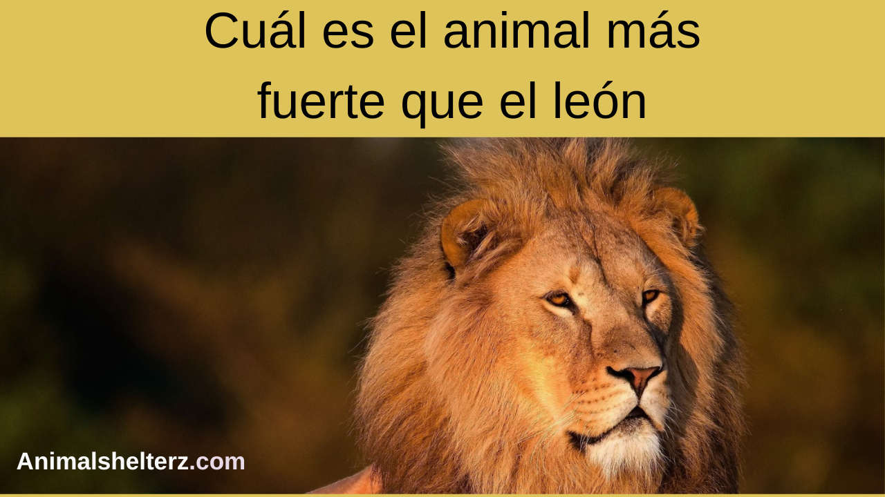 Cuál es el animal más fuerte que el león