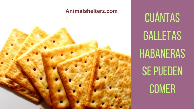 ¿Cuántas galletas habaneras se pueden comer?