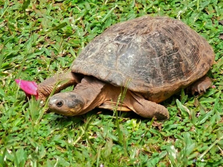 Do African Sideneck turtles bite?