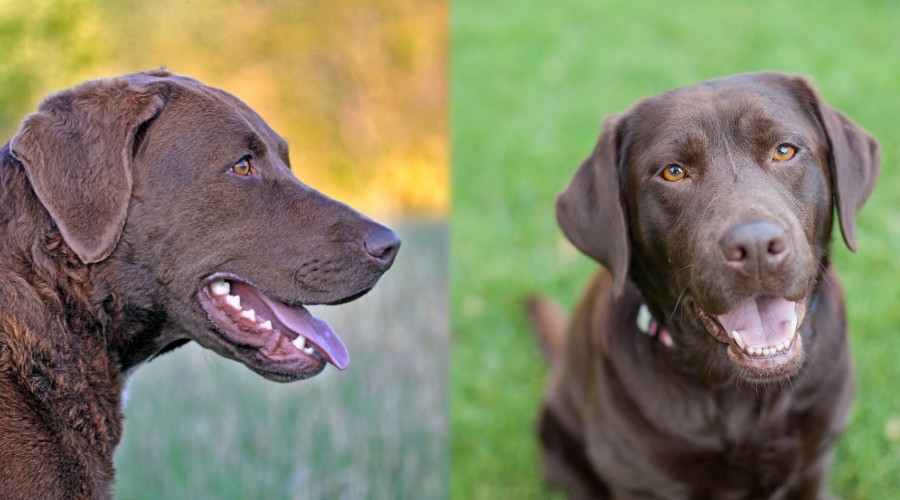 Do Chesapeake Bay retrievers carry the dilute gene?