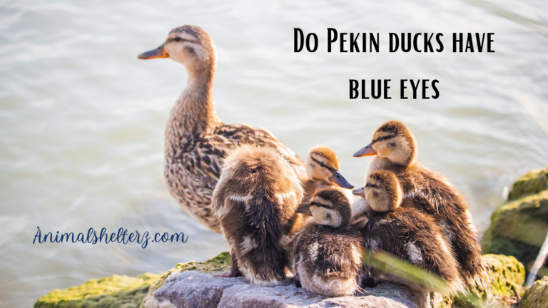 Do Pekin ducks have blue eyes?
