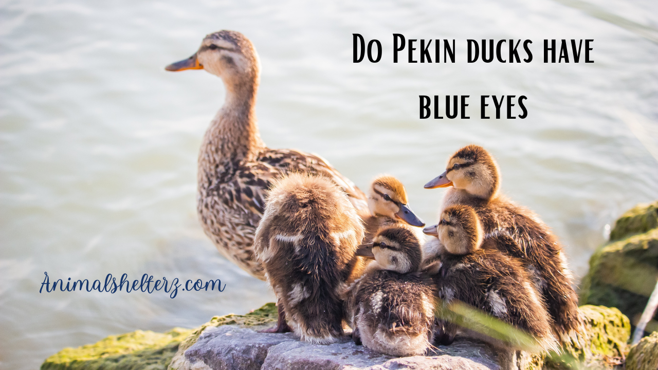 Do Pekin ducks have blue eyes