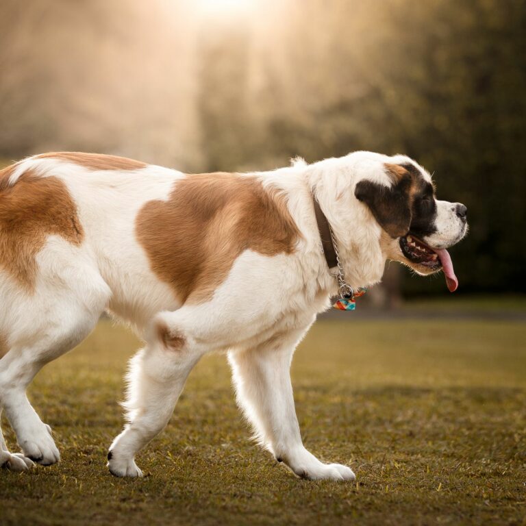 What is a St. Bernard and Scotch shepherd mix? – Animal Shelters