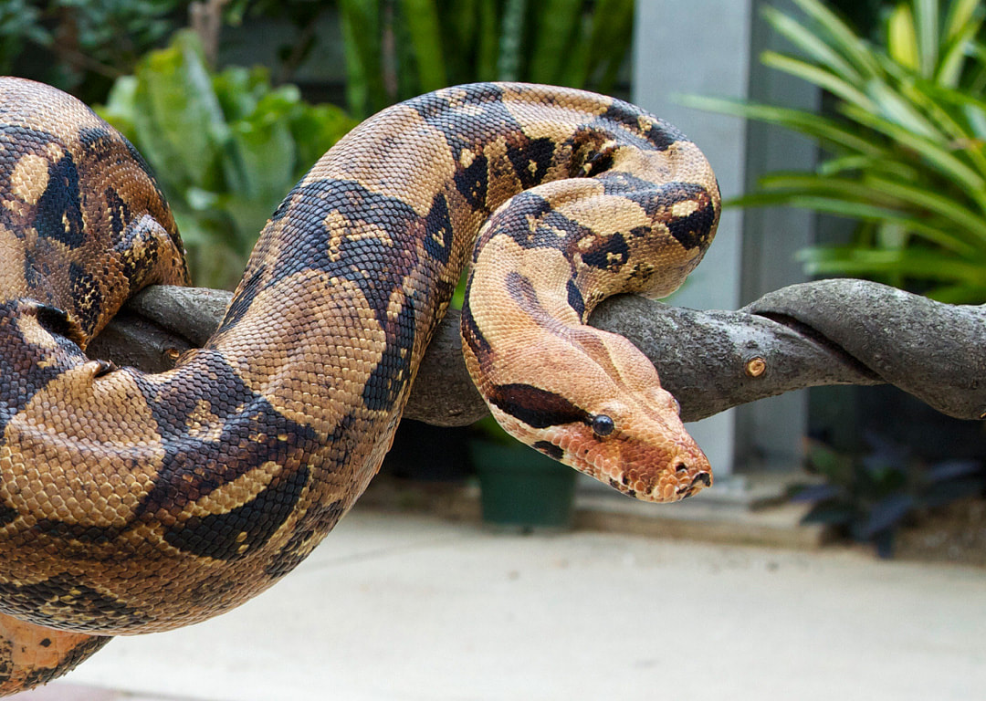 Do all boas give live birth?