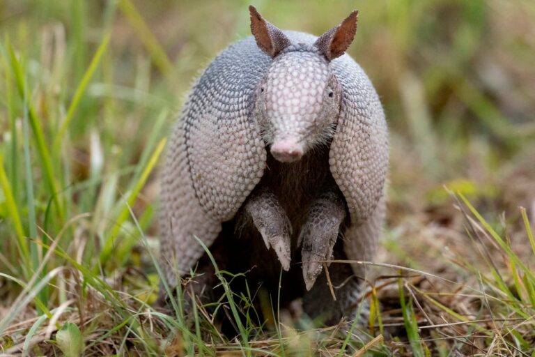 Do armadillos climb?