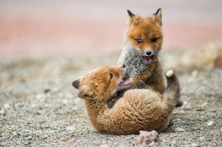 Do baby foxes play?