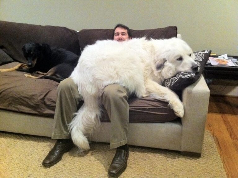 Do big dogs really think they are small?