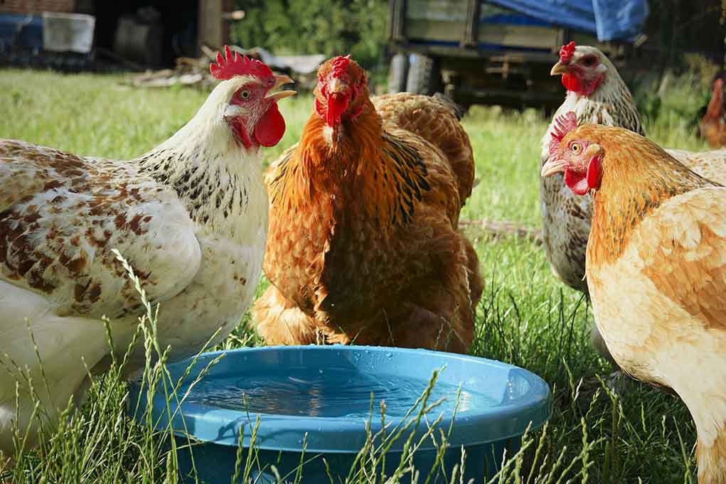 Do chickens like kiddie pools?