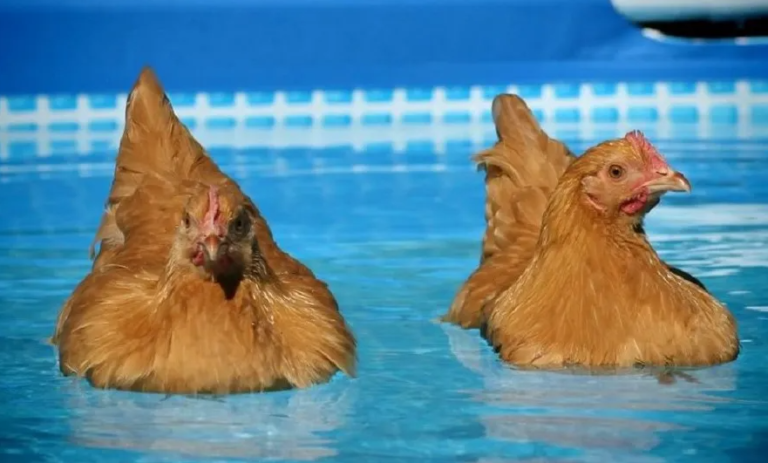 Do chickens like pools?