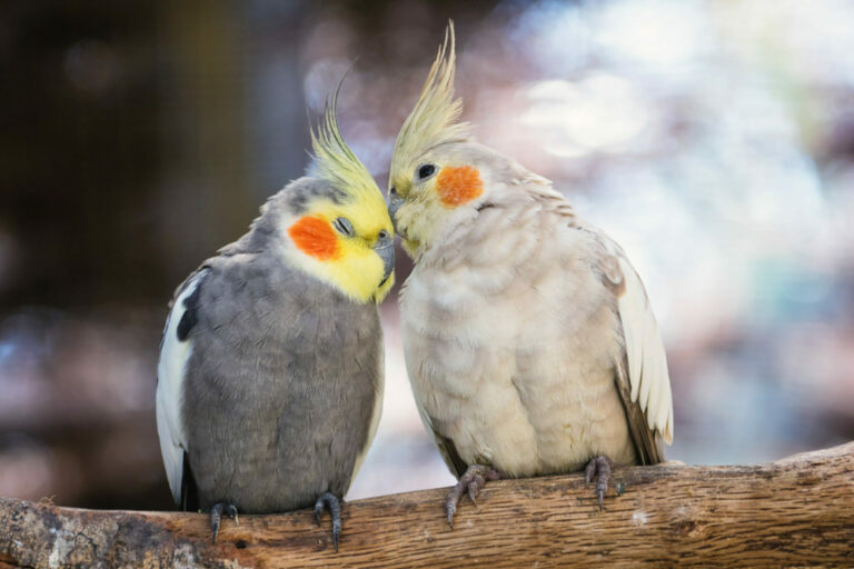 Do cockatiels give kisses?