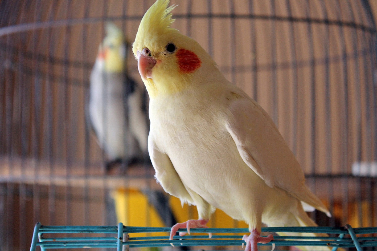 Do cockatiels have a favorite person?