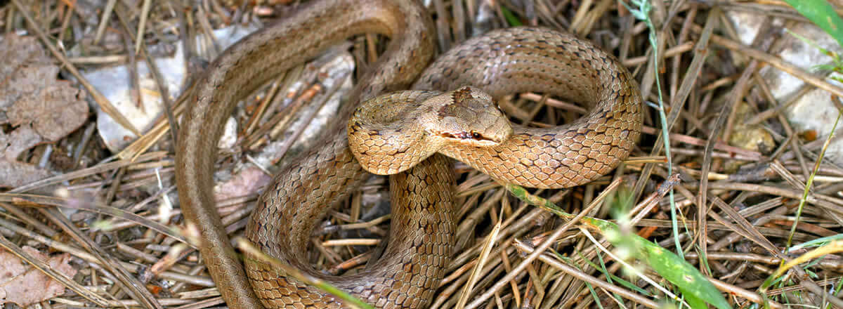 Do common water snakes bite?