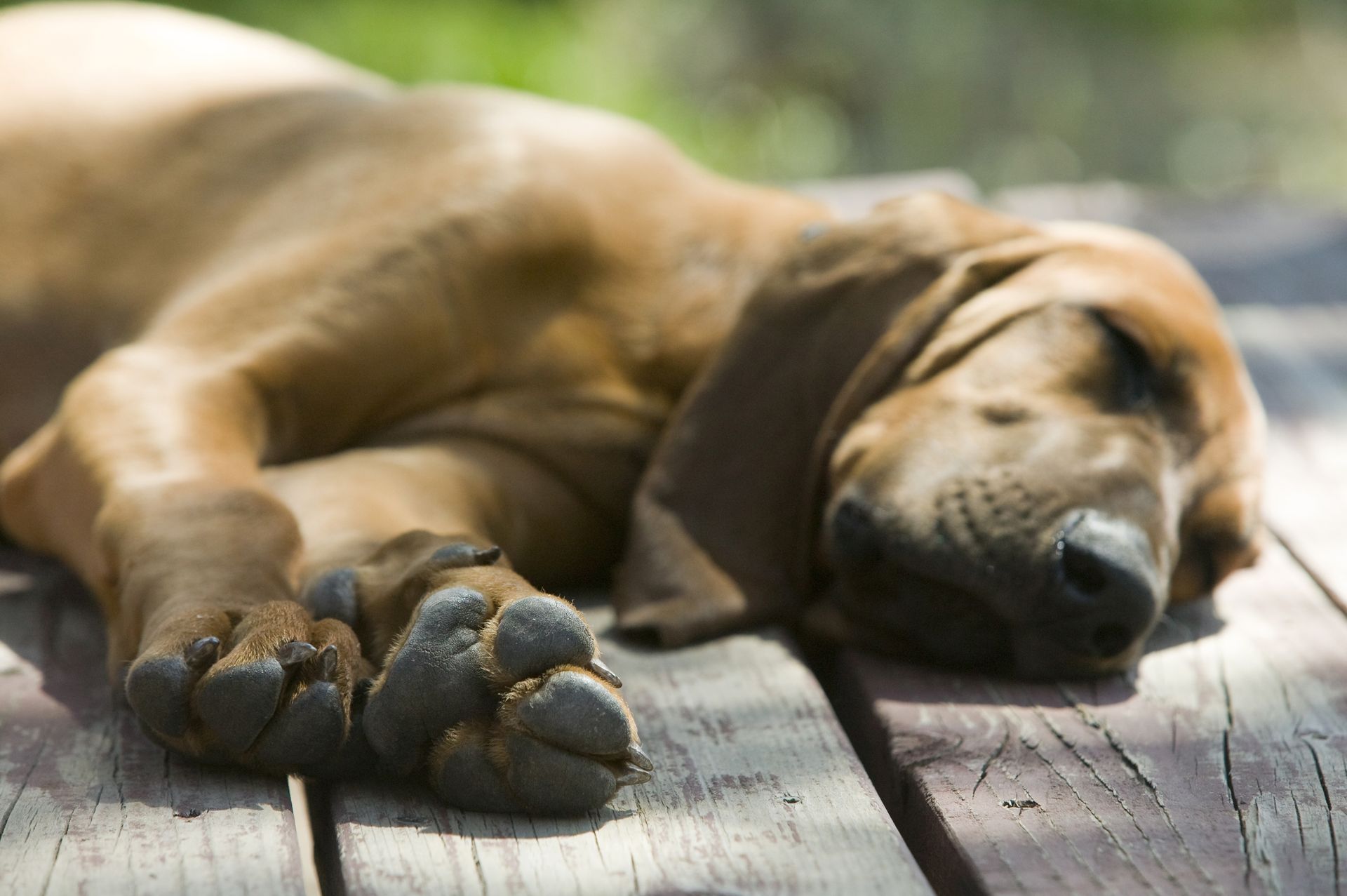 Do dogs die in their sleep?