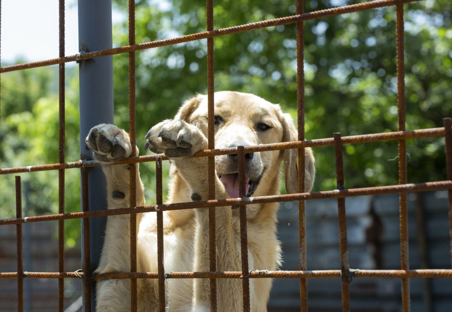 what-to-do-if-you-can-t-take-care-of-a-dog-animal-shelters