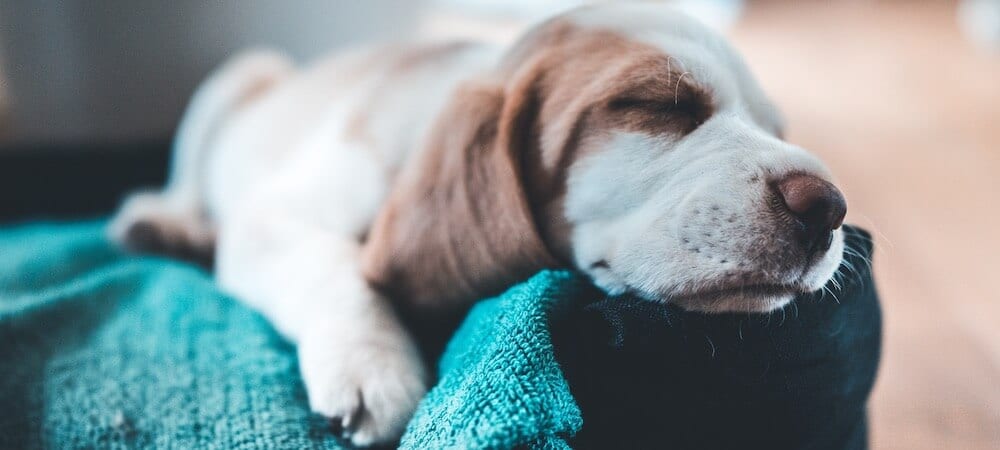 Do dogs know when humans are sleeping?