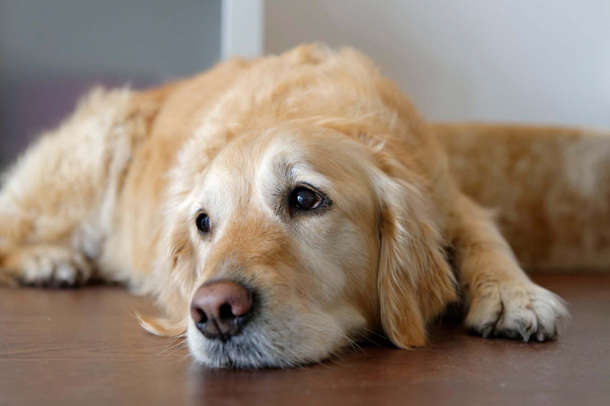 Do dogs know when you cry?
