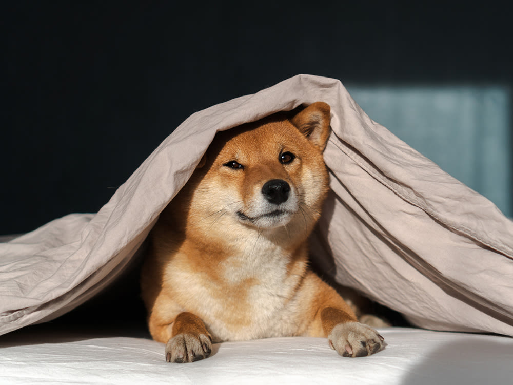 Do dogs like being covered with a blanket?