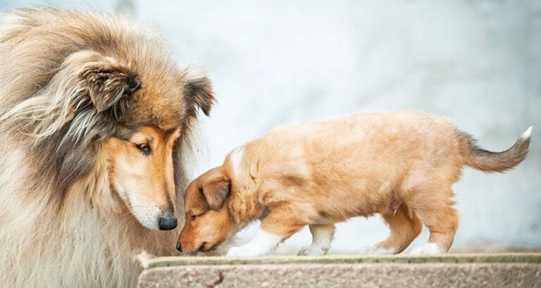 Do dogs love nature?