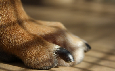 Do dog’s nails grow back if they fall off?