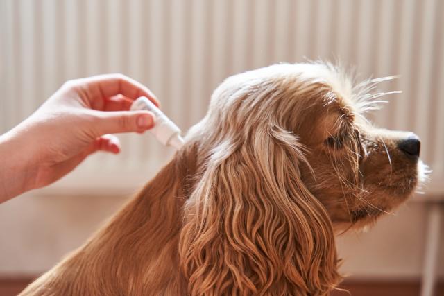 Do dogs need flea and tick medicine every month?