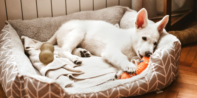 Do dogs prefer hard or soft beds?