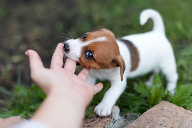 Best answer: Do dogs purposely annoy you?