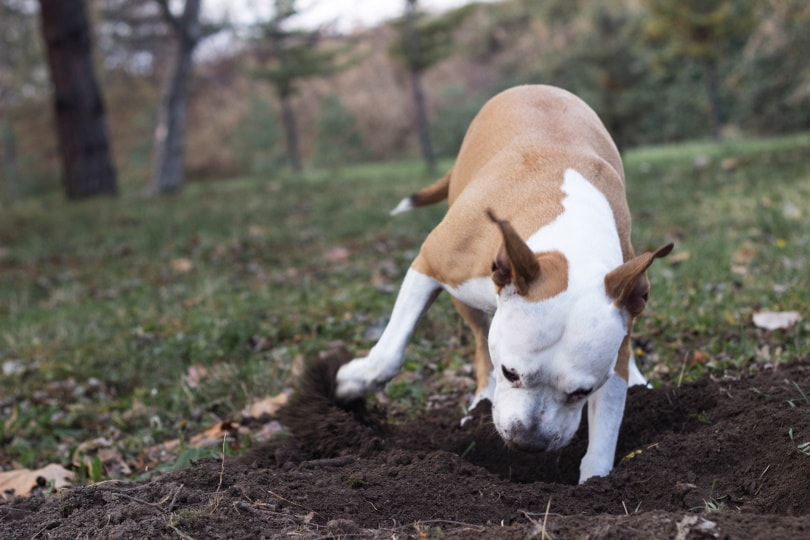Do dogs remember where they bury their bones?