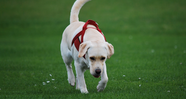 Do dogs stink when stressed?