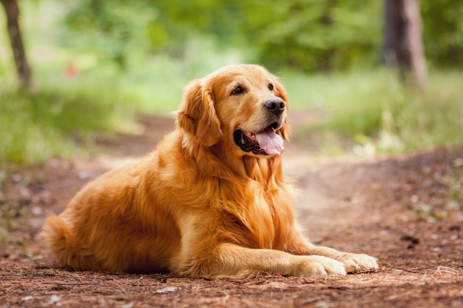 Why Is My Female Dog Leaking Brown Discharge