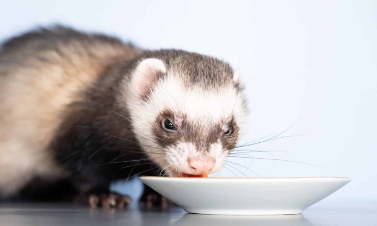 Do ferrets steal stuff?