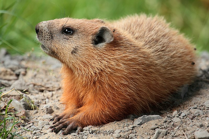 Do groundhogs stay in pairs?