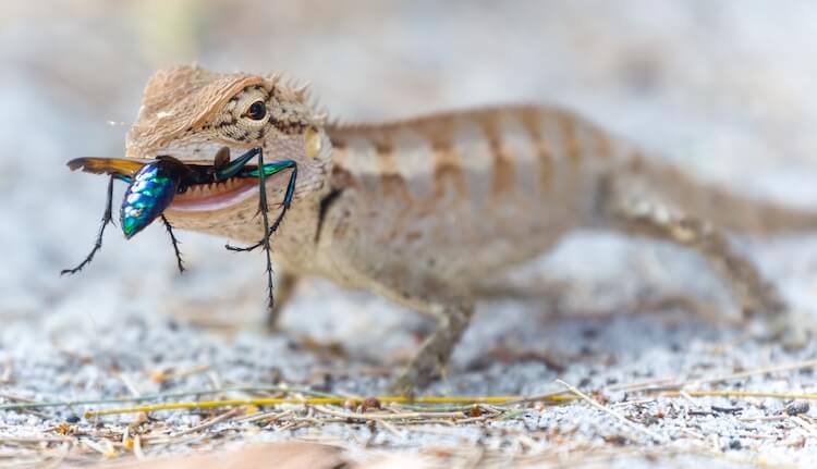 Do lizards eat crickets?