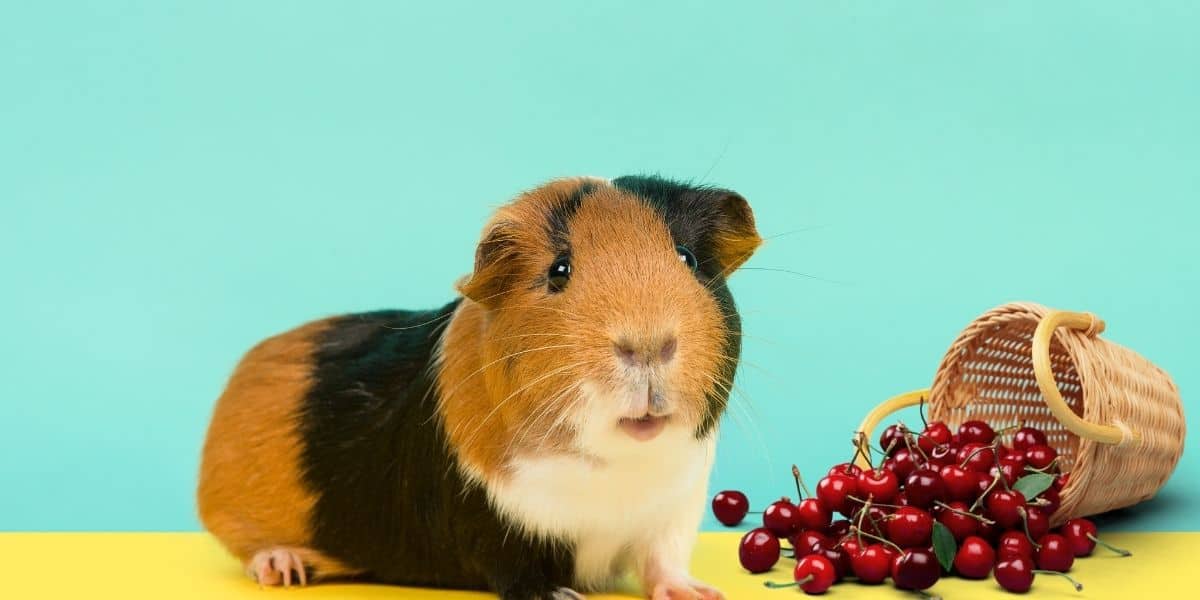 Do pigs eat cherries?