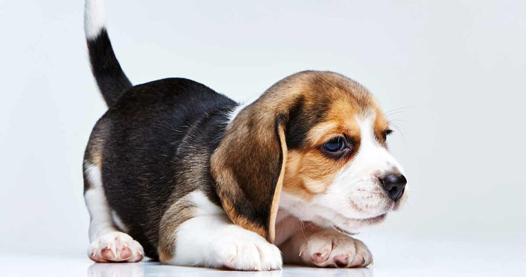 Do puppies from the same litter grow at different rates