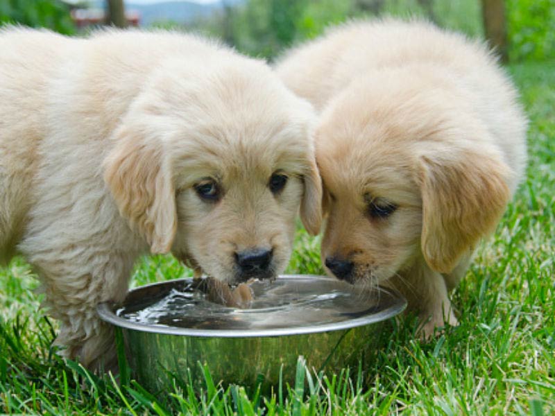 Do puppies know how do you drink water?