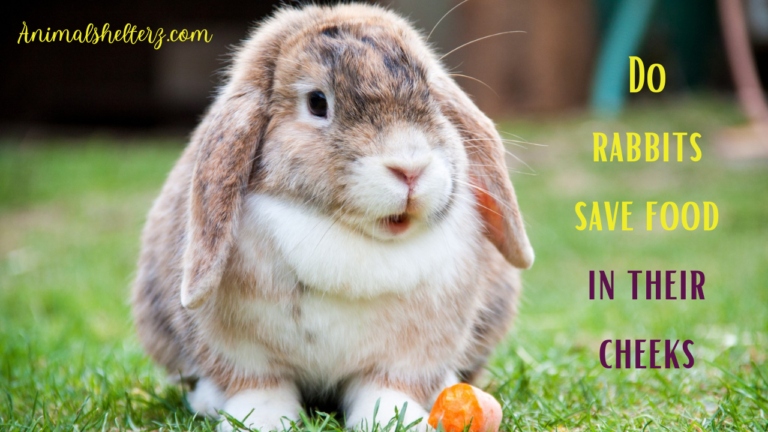 Do rabbits save food in their cheeks?