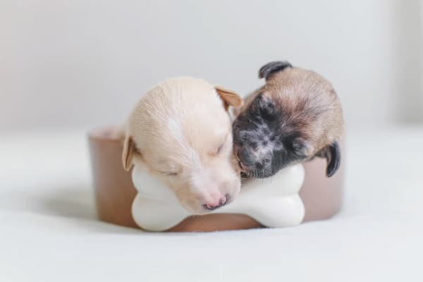 Do runt puppies have health problems?