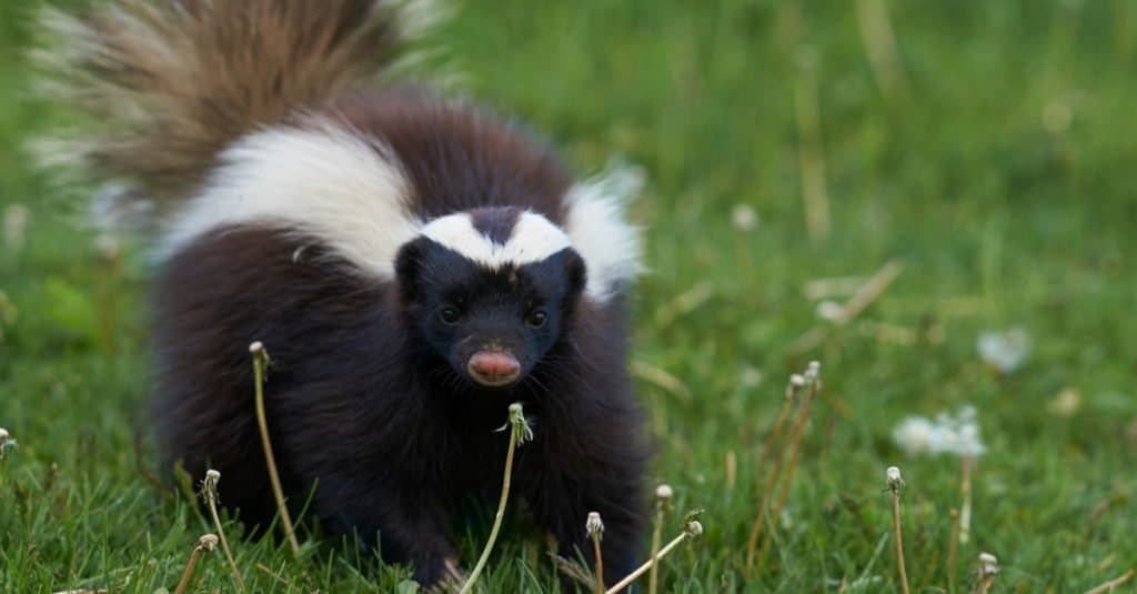 Do skunks eat dried corn?