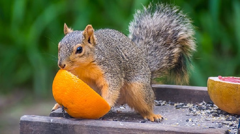 Do squirrels eat orange peels?