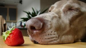 Do strawberries give dogs diarrhea